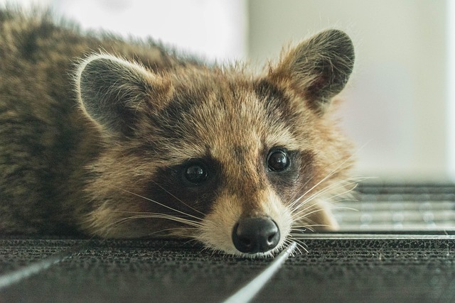 baby raccoon